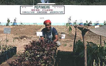  Pépinière fruits, fleurs et foresterie 